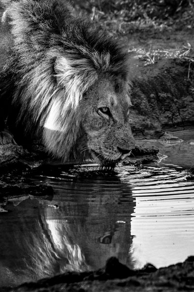 Photograph Joao Martins Pereira Thirsty on One Eyeland